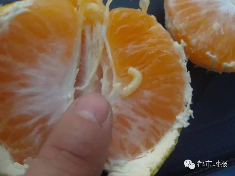 吃山竹吃到满胳膊蚂蚁不点开会后悔！点开可能会吐