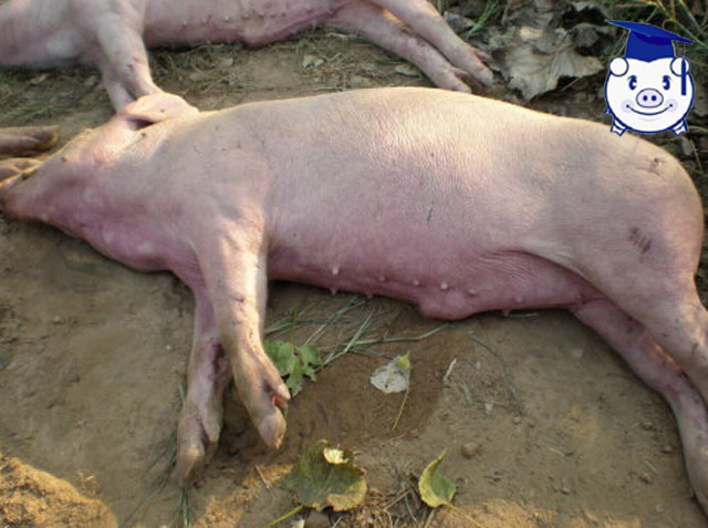 治疗猪高热病的三大忌讳,夏季将至此病不可不防!