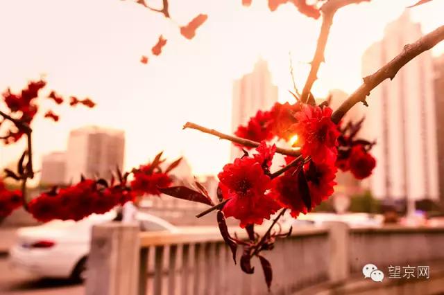 如果有人说“望京什么破地儿?”就把这条微信甩给他