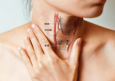 甲状腺的功效与作用,甲状腺结节的作用