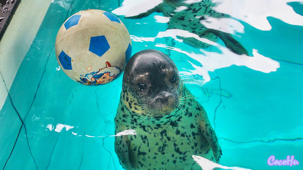 中南百草动物园,中南百草园萌宠乐园