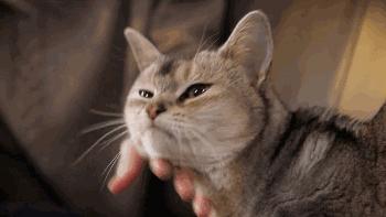 猫奴福音,猫奴拯救猫咪