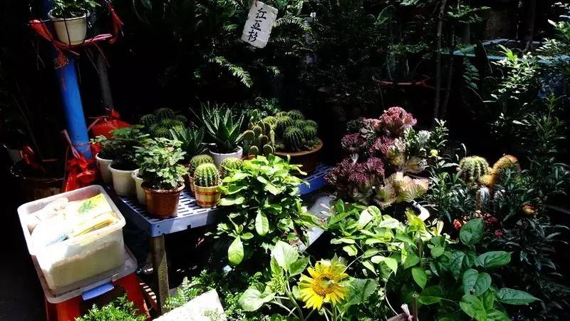 来广州要做的50件小事,只有到了广州才知道的10件事