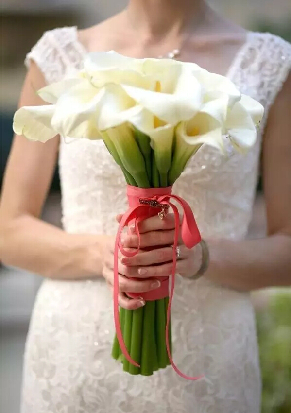 彩色马蹄莲花语象征与寓意,马蹄莲花语象征与寓意