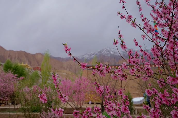醉美四月天翻唱,醉美贵德