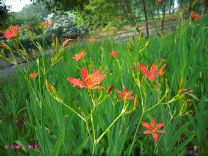 扁桃腺炎、咽炎的患者都需要这种野草!(内附扁桃体炎方)