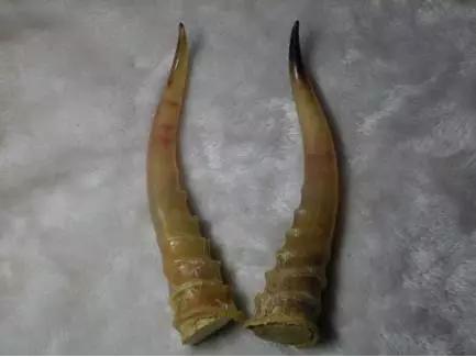 犀牛角藏羚羊角,十大羚羊角