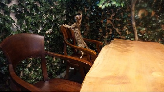 令人不禁着迷的豹纹魅力！日本首间“豹猫咖啡厅”人气开张