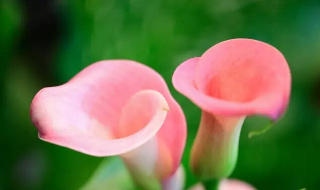 彩色马蹄莲花语象征与寓意,马蹄莲花语象征与寓意