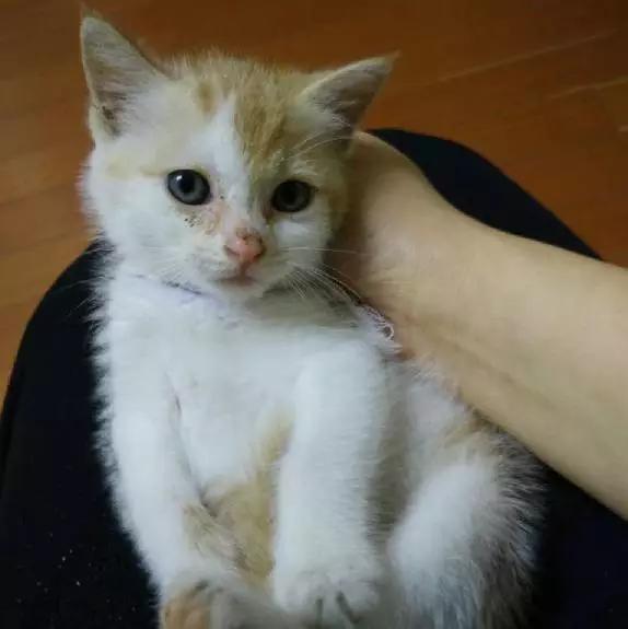 上海领养猫公益,上海领养狗狗店