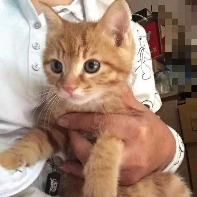 上海领养猫公益,上海领养狗狗店