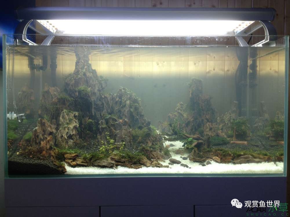 谦虚的新人晒一晒1米缸,“建缸”VS45天后(内涵多张细节图和详解!)