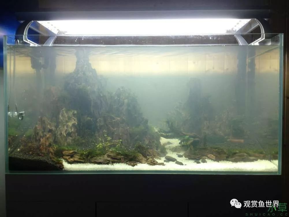 谦虚的新人晒一晒1米缸，“建缸”VS45天后（内涵多张细节图和详解！）