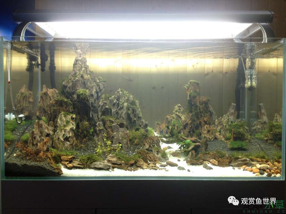 谦虚的新人晒一晒1米缸,“建缸”VS45天后(内涵多张细节图和详解!)