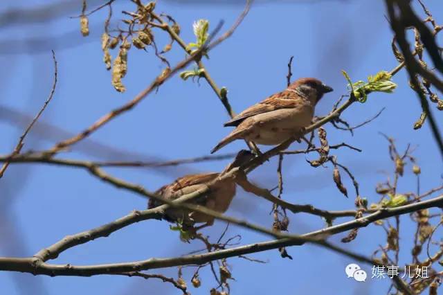 包钢三中真的要改名吗,包钢三中整体成绩怎么样