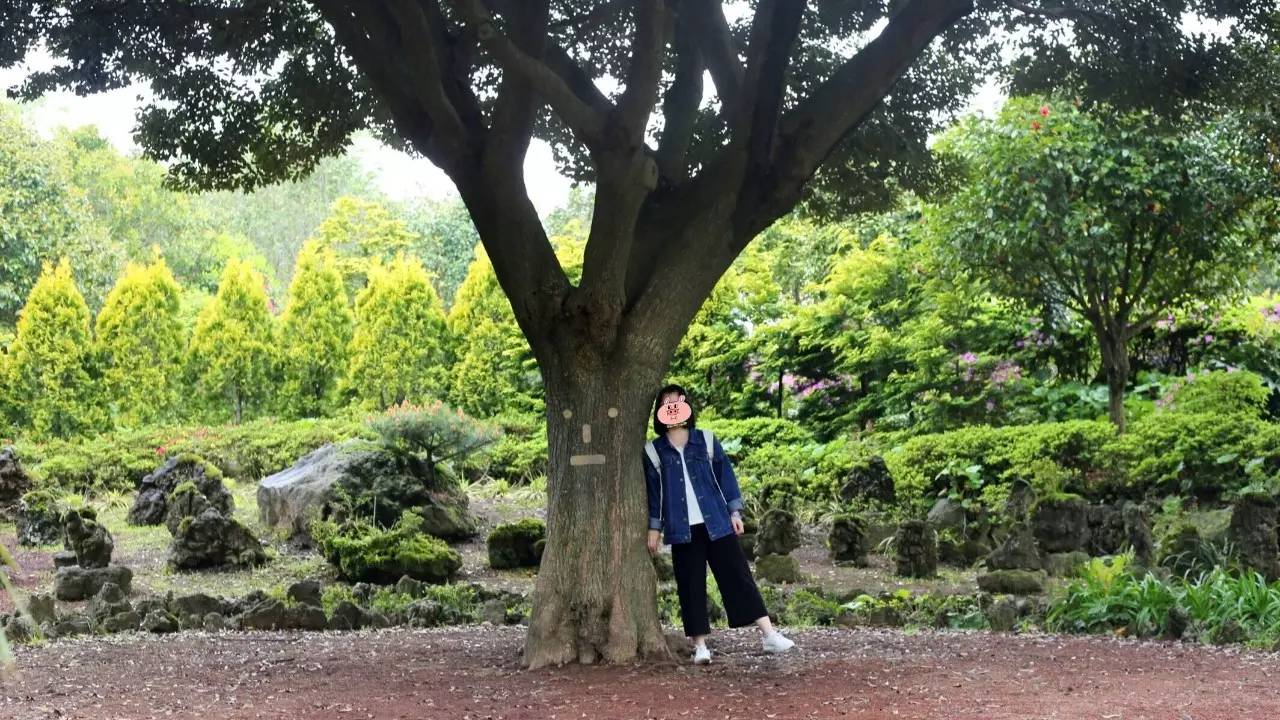 全过程记录,揭秘廉价济州岛跟团游背后的真相