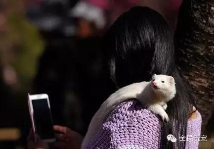 养一只貂的成本,家里可以养貂吗