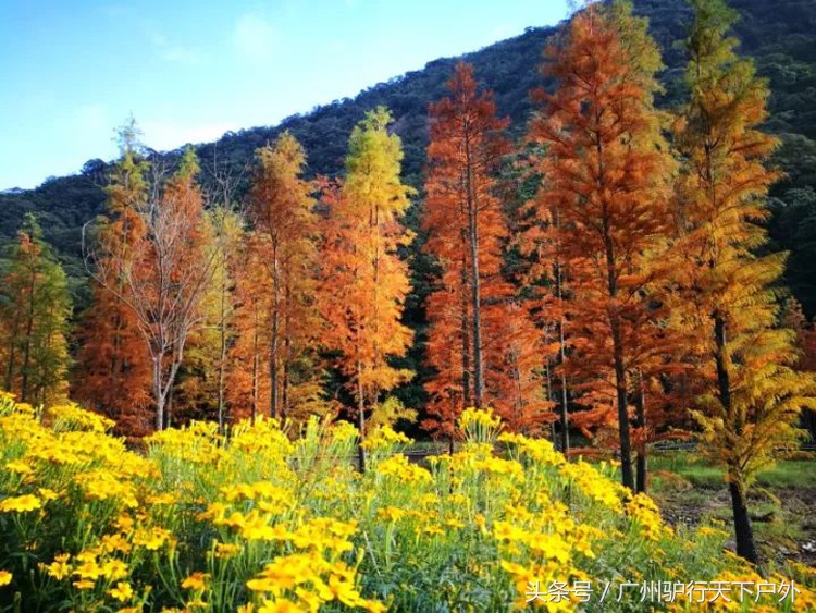 从化石门公园赏红叶旅游团,从化石门森林公园赏梅花路线
