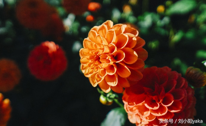 维多利亚水廊旅游,加拿大旅行景点