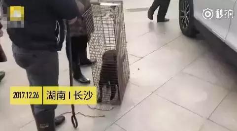 当街杀狗滴血祭新车，网友气炸！