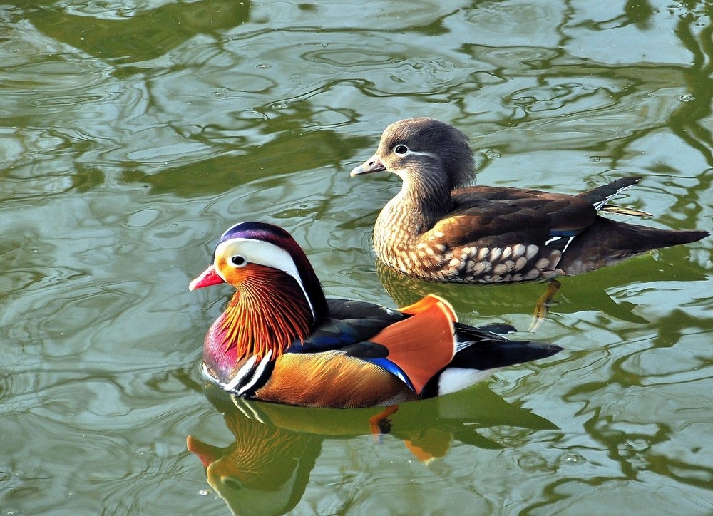 全部的飞机票,飞机票应该是什么样的