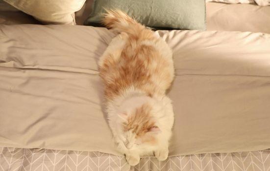 如果猫咪有翅膀,如果猫咪有星座