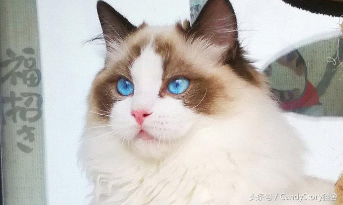 选猫需要问哪些问题,选猫英短重点