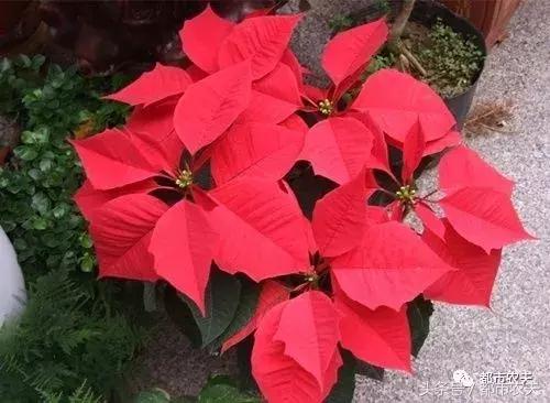 盘点家里那些长相乖巧却很毒的花