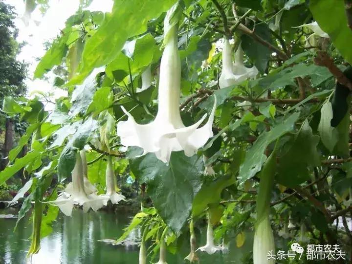 盘点家里那些长相乖巧却很毒的花