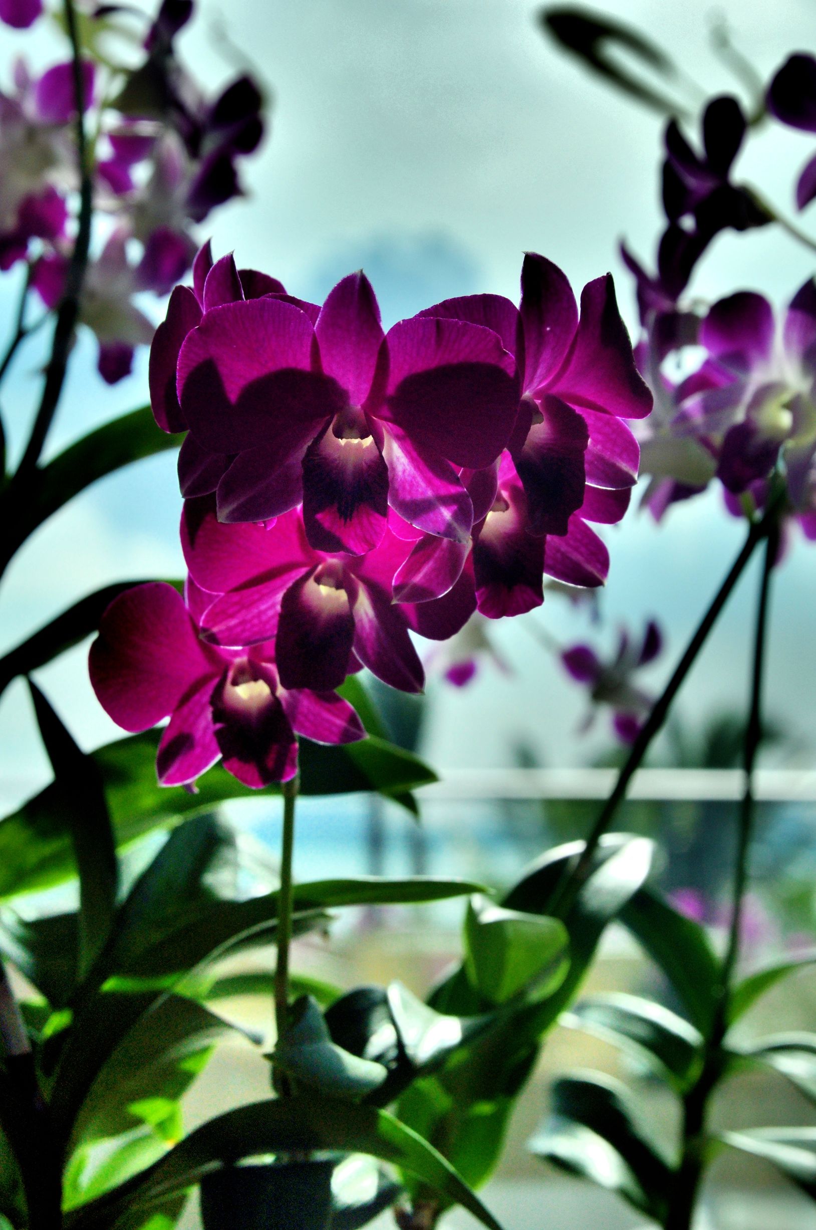 马来西亚新山有多大,马来西亚新山生活真实状况