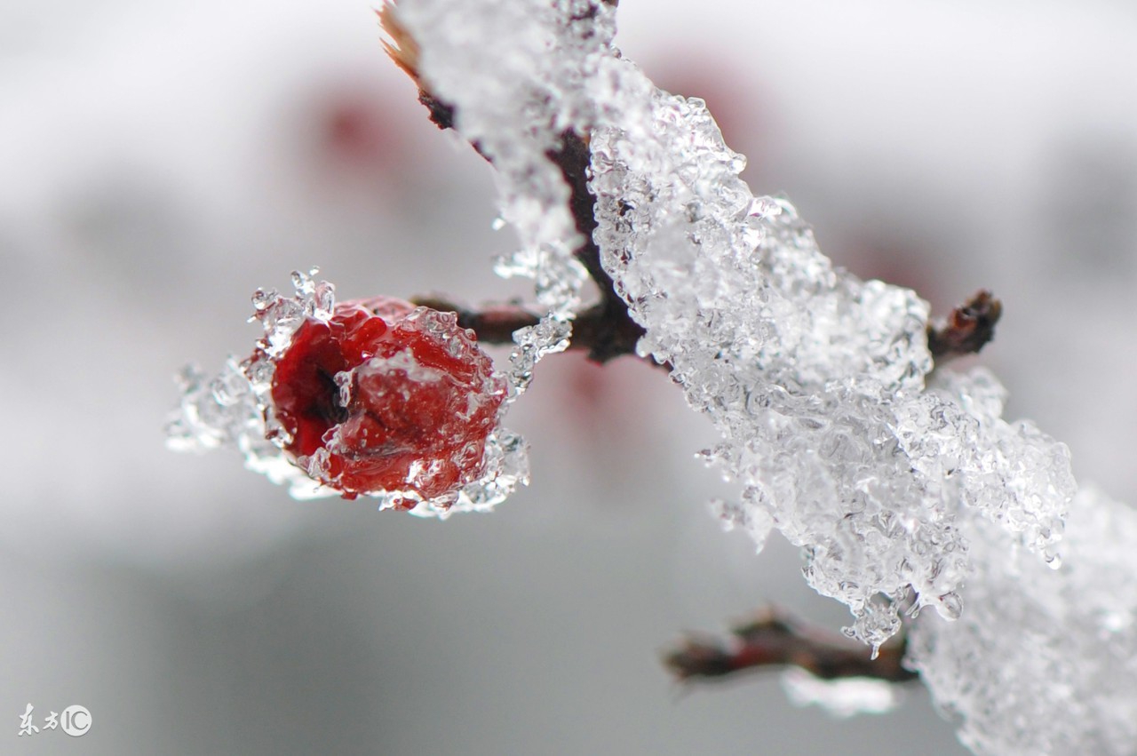 纯洁的雪又如纯真的心灵,纯洁的雪和纯净的心
