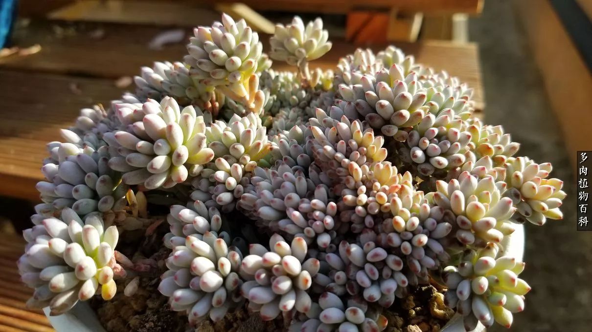 什么元素可以促进多肉生长,多肉修根喷除菌药