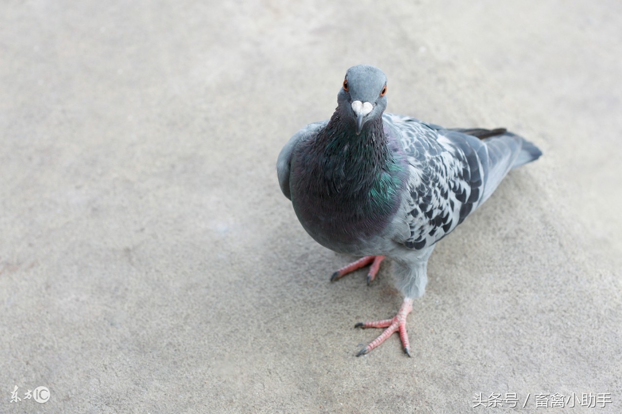 看到前两点，我真服了，鸽界真的有高人