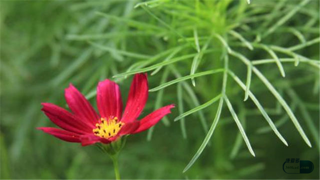 每日说药：花红片可用于治疗白带异常吗？需要多少个疗程？