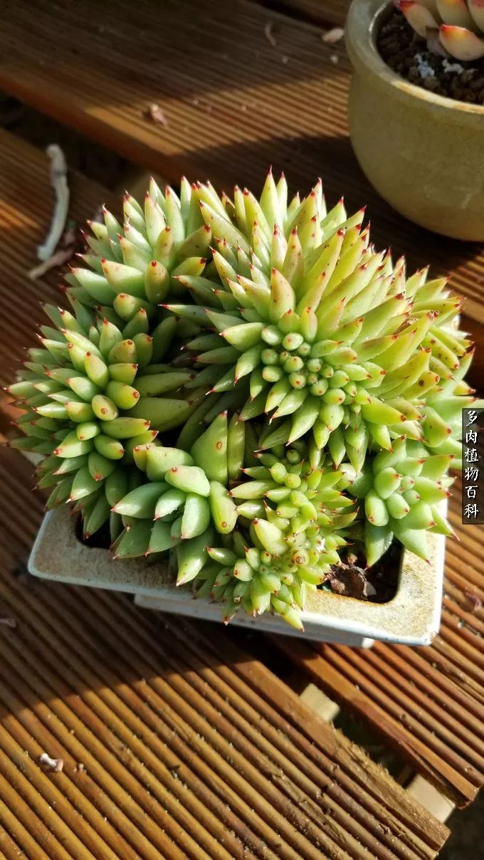 什么元素可以促进多肉生长,多肉修根喷除菌药