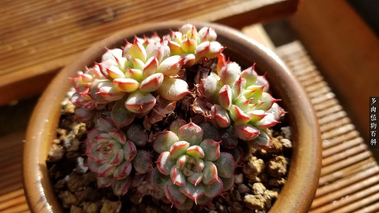 什么元素可以促进多肉生长,多肉修根喷除菌药