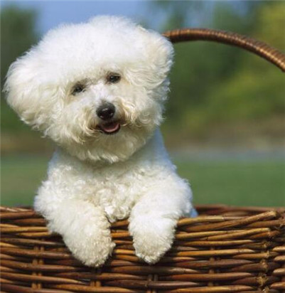 卷毛比雄犬分布区域,卷毛与宠物相处