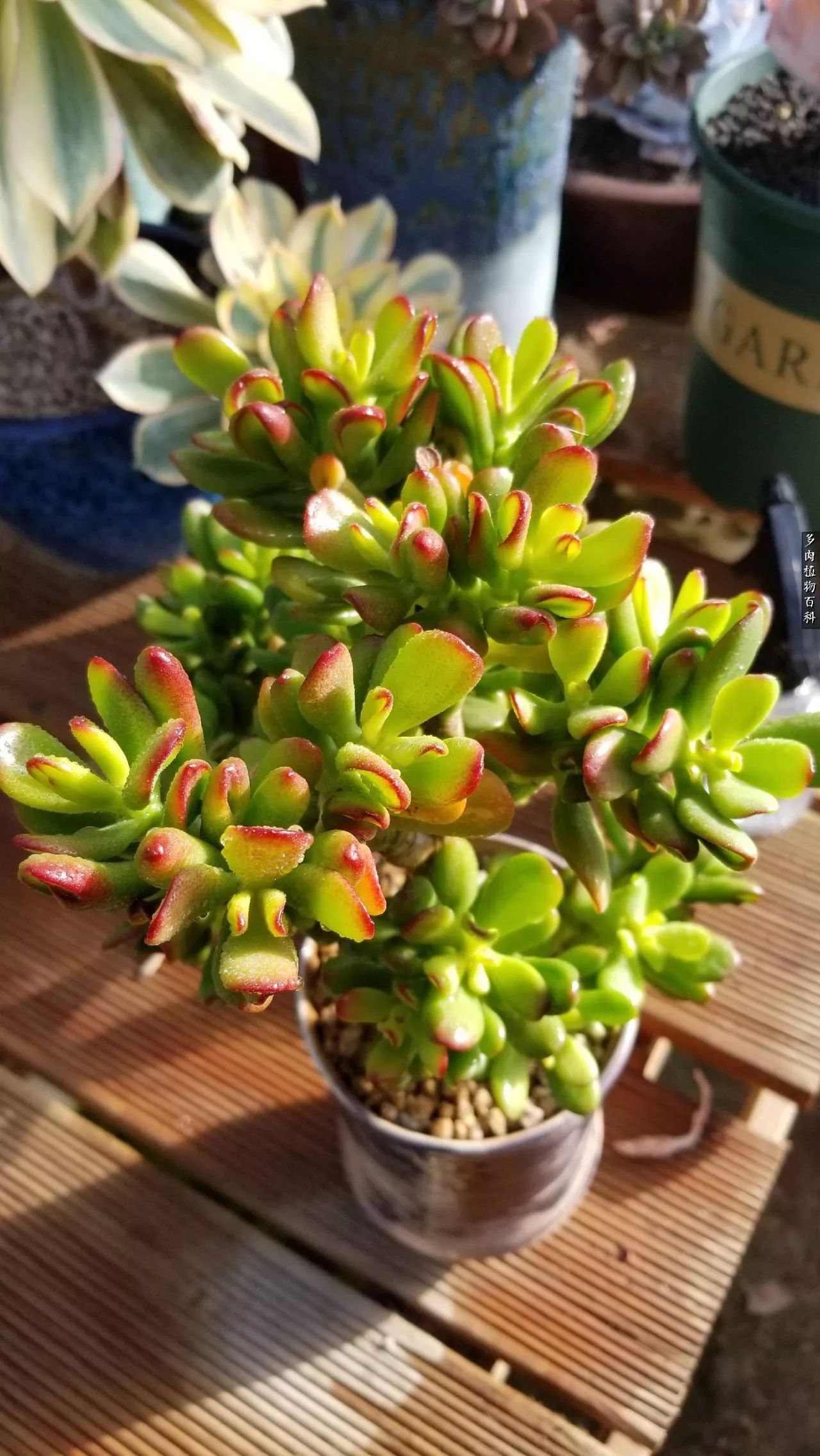 什么元素可以促进多肉生长,多肉修根喷除菌药