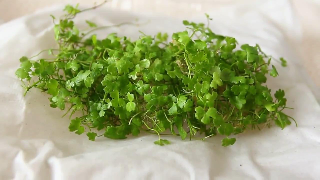 最简单的成品草缸,草缸的制作过程