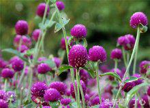 千日红茶做法大全,千日红几月份播种