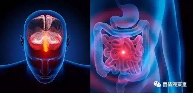 肠道细菌感染会引发肠痉挛吗,肠道细菌可以改变大脑吗