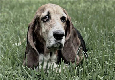 巴吉度犬饲养方法,巴吉度饲养