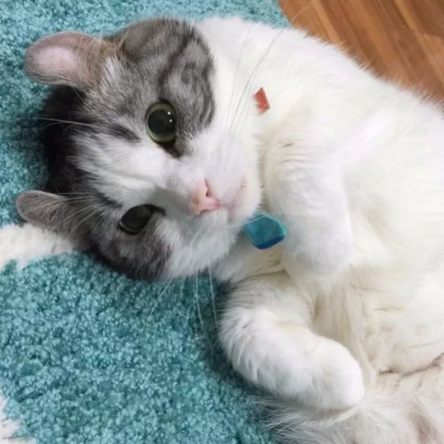 看到就想摸耳朵的超萌“翘耳猫”，难道是猫咪跟龙猫的私生子