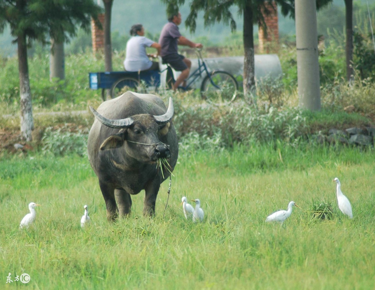 73年的牛牛人到中年,73年牛牛的一生