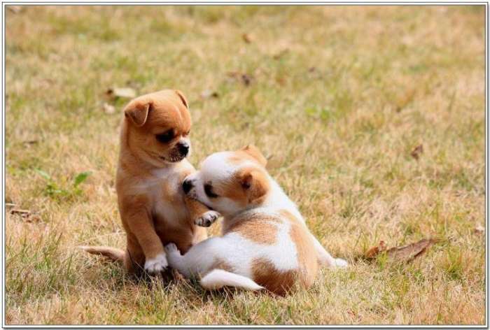 2018年的狗宝宝起名带什么偏旁好,2018年狗宝宝适合用什么名字