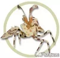 常见海水观赏虾大全,海水观赏虾饲养环境