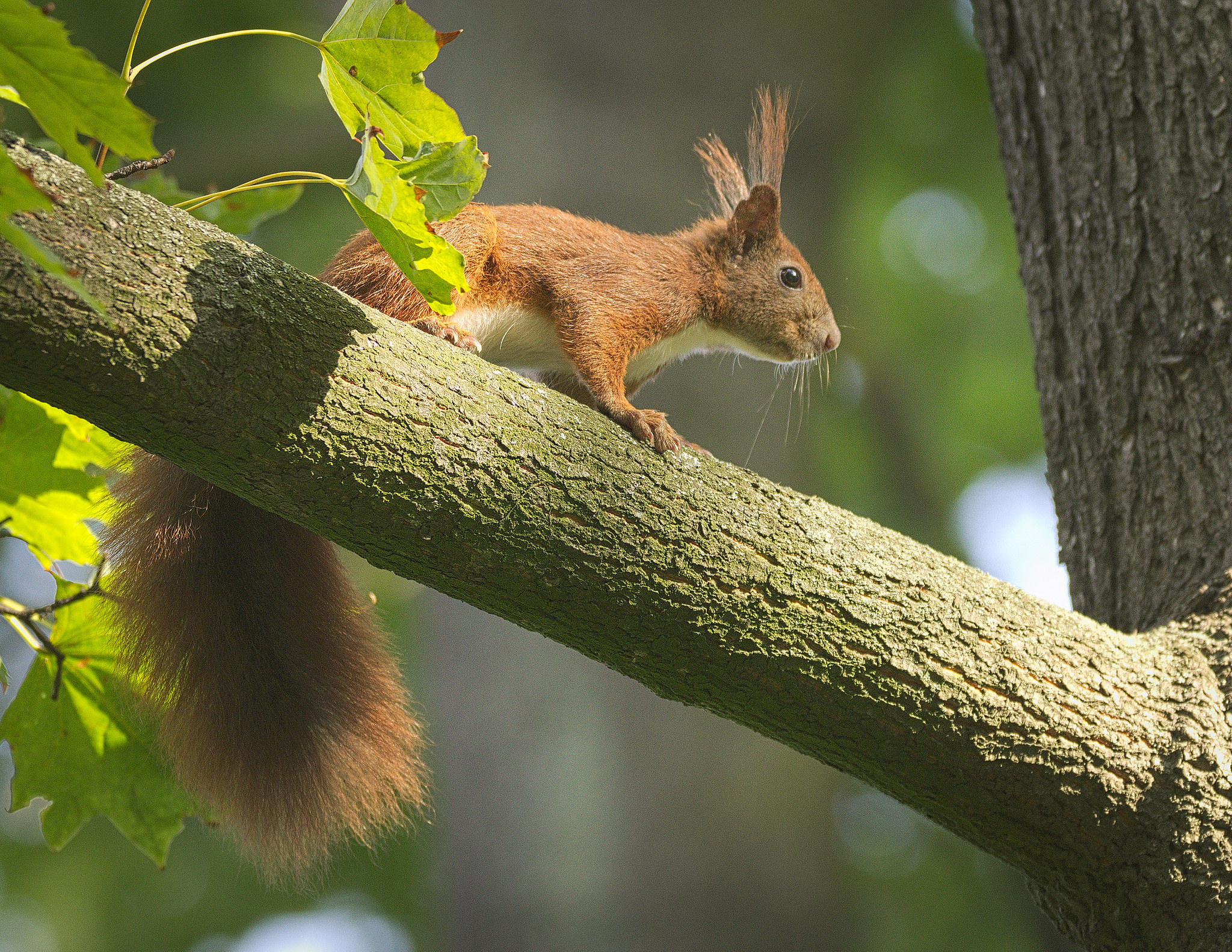 家养松鼠会咬家具吗,家里养的松鼠总爱睡觉怎么回事