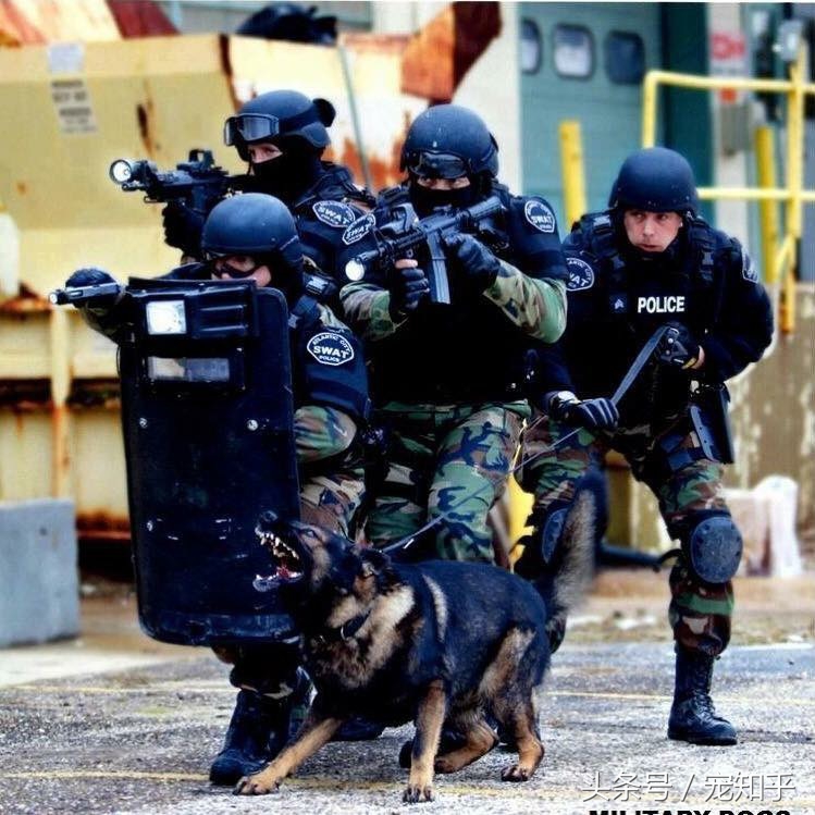 犬界精英——马犬，警察叔叔最爱它