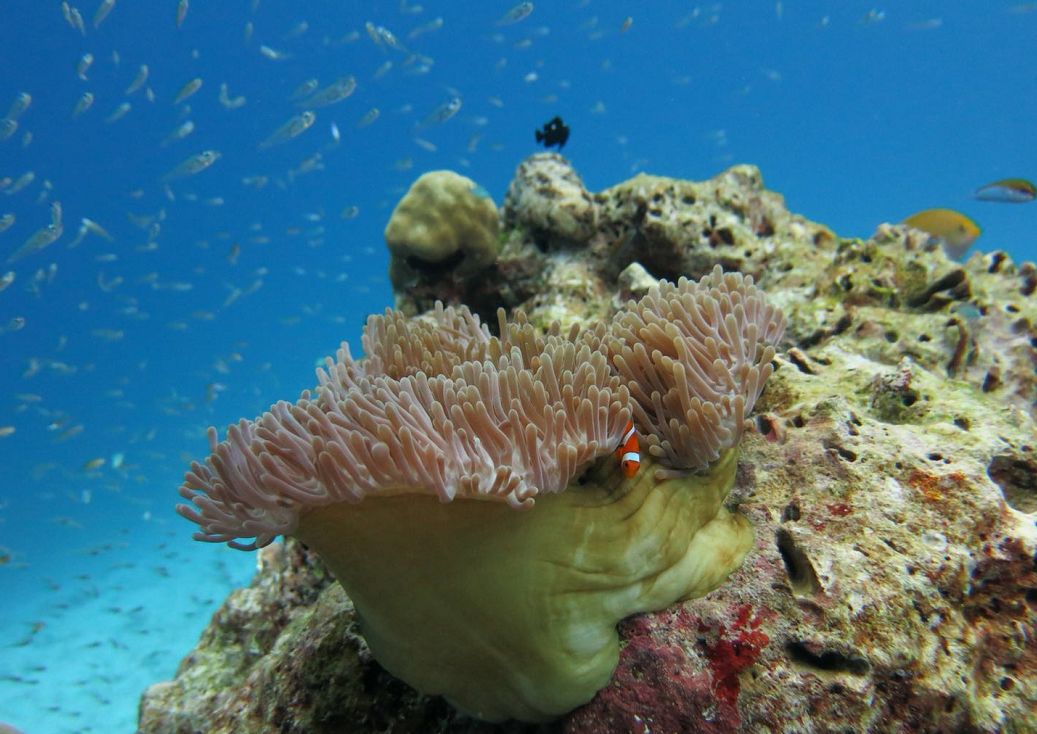 泰国顶级海岛斯米兰,斯米兰岛泰国