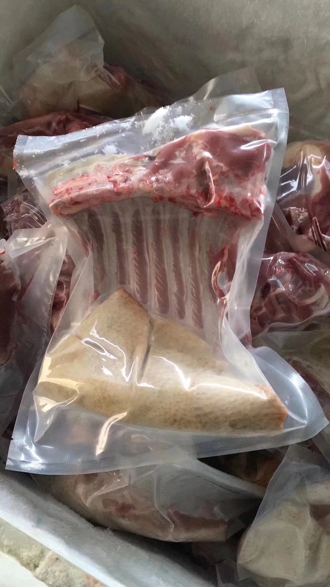 蕨麻猪养殖基地加盟,天祝蕨麻